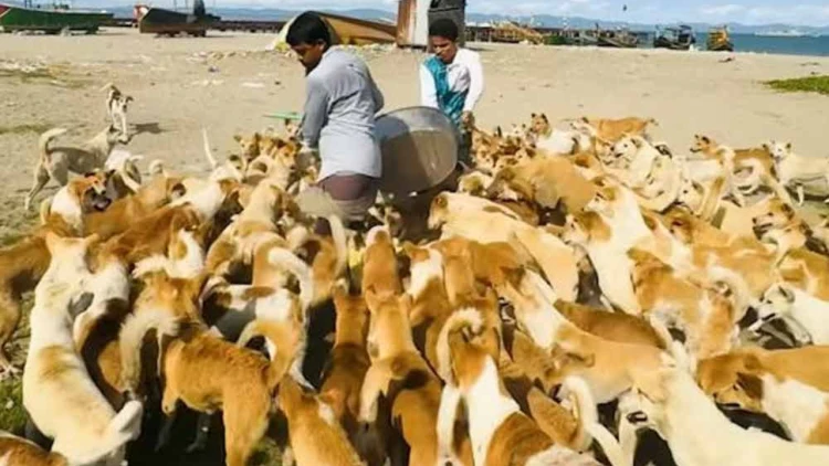 সেন্টমার্টিনে ৪ হাজার কুকুরের রাজত্ব, খাদ্যসংকট রুখছে স্বেচ্ছাসেবীরা