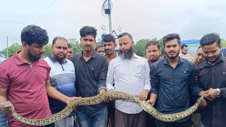 দীঘিনালায় লোকালয় থেকে অজগর উদ্ধার