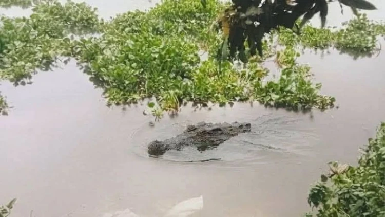 আড়াইহাজারে নদীতে ভেসে উঠল কুমির, এলাকায় আতঙ্ক