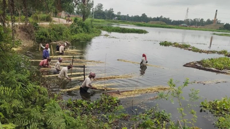 ত্রিশ বছর পর সিরাজগঞ্জে পাটের সুদিন