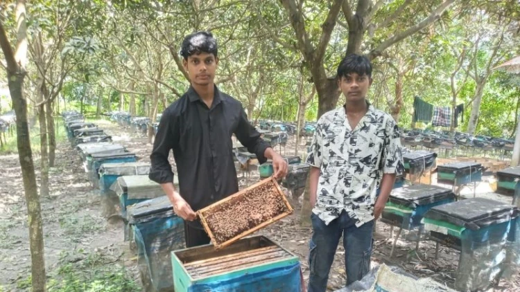কোটালীপাড়ায় মৌমাছি চাষে স্বনির্ভর দুই যুবক