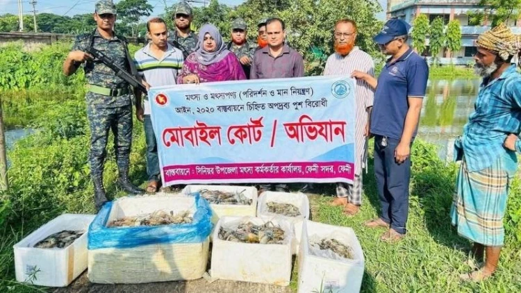ফেনীতে জেলিযুক্ত ১০৫ কেজি চিংড়ি জব্দ, জরিমানা