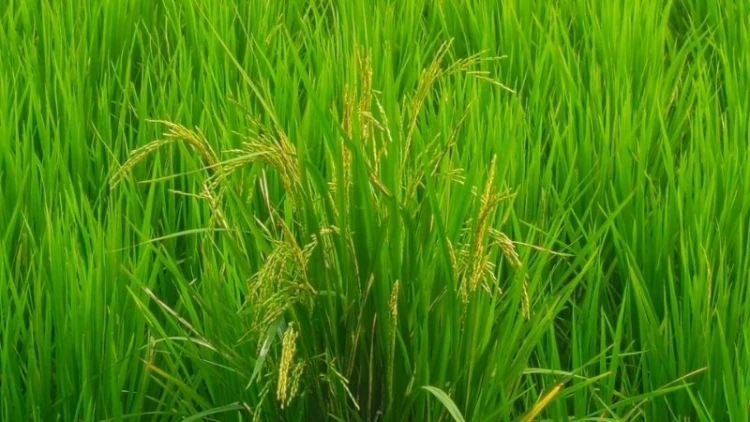 কুয়াকাটায় মানহীন বীজে আমন আবাদ তছনছ, সর্বস্বান্ত কৃষক