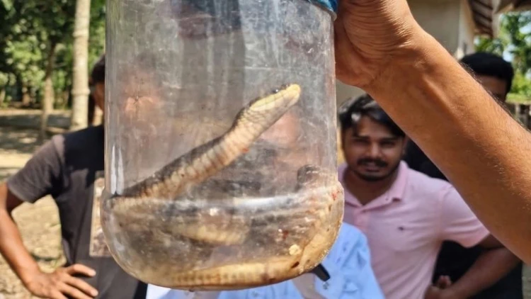 ভালুকায় বিষধর সাপের কামড়ে গৃহবধূর মৃত্যু