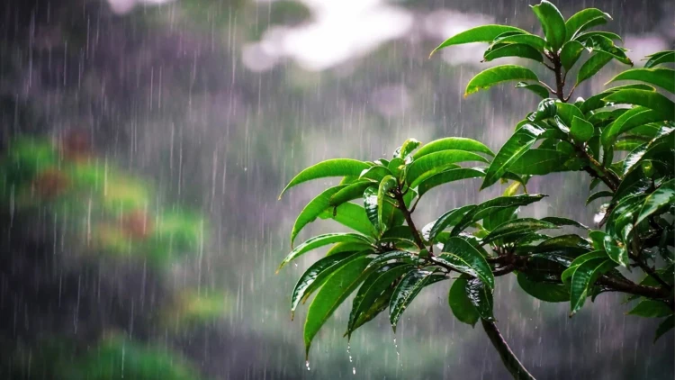 দেশের তিন বিভাগে বজ্রসহ বৃষ্টির আভাস