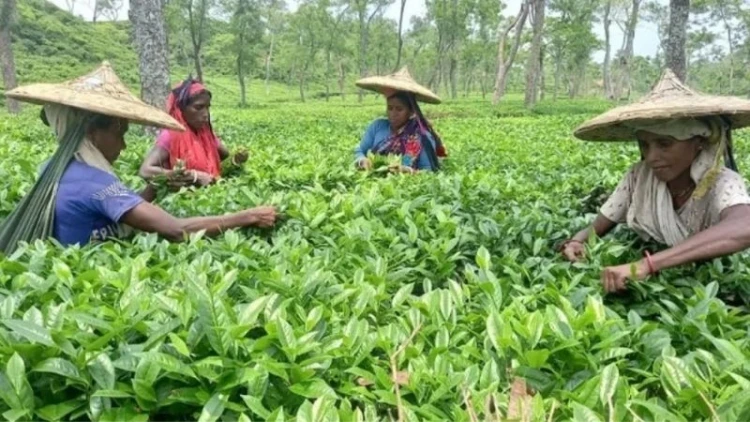 চা শিল্প টিকিয়ে রাখতে দীর্ঘমেয়াদি ও সমন্বিত উদ্যোগ