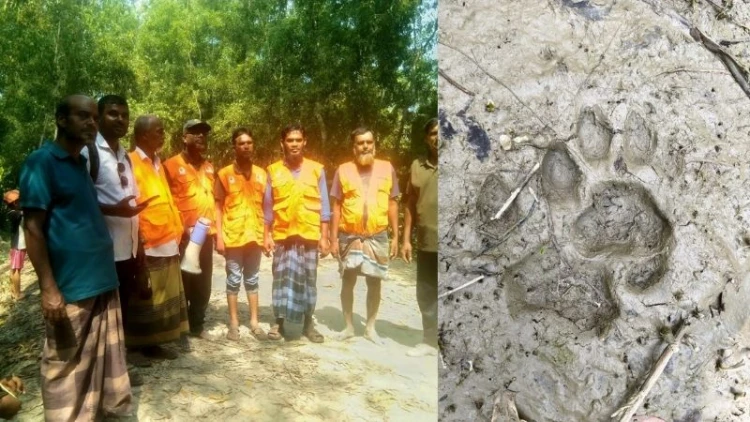 শরণখোলায় লোকালয়ে বাঘের পায়ের ছাপ, সতর্ক করতে মাইকিং